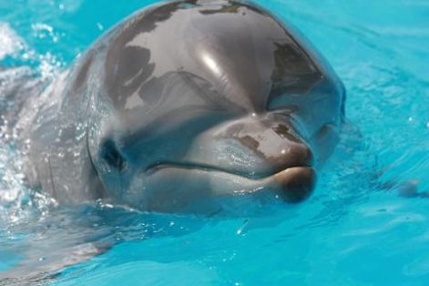 delfin.jpg