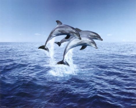 harom-foto-a-delfinek-nb18387.jpg